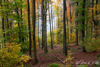 Beautiful autumn colors on the Geolehrpfad trail. / Herrliche Herbstfarben auf dem Geolehrpfad. Tännesberg, Oberpfalz, Bayern.