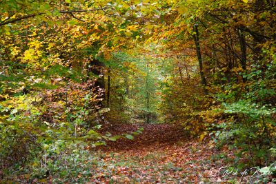 Slowly but inevitably autumn arrives. / Langsam, aber unweigerlich kommt der Herbst. Geolehrpfad, Tännesberg, Oberpfalz, Bayern.