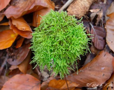 A tuft of moss. / Ein Büschel Moos. Tännesberg, Oberpfalz, Bayern.