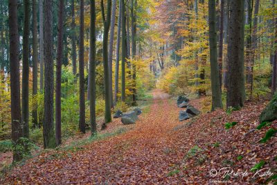 The autumn colors in full splendor. / Die Herbstfarben in voller Pracht. Geolehrpfad, Tännesberg, Oberpfalz, Bayern.