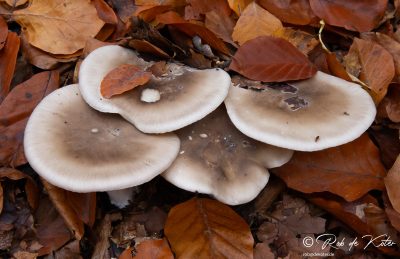 Mushrooms among the foliage. / Pilze inmitten des Laubes. Tännesberg, Oberpfalz, Bayern.