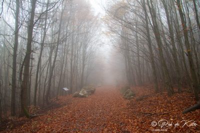 A foggy geological trail. / Ein nebliger Geolehrpfad. Tännesberg, Oberpfalz, Bayern.