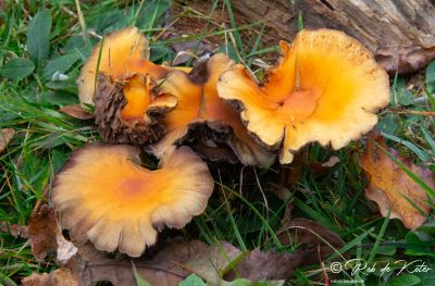 Even more mushrooms. / Noch mehr Pilze. Tännesberg, Oberpfalz, Bayern.