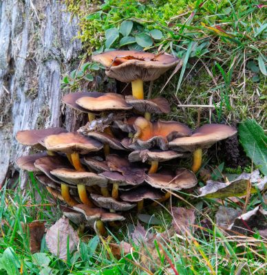 More mushrooms against an old tree. / Mehr Pilze an einem alten Baum. Tännesberg, Opberpfalz, Bayern.