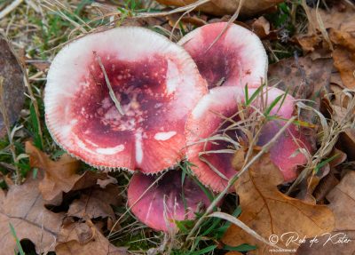 Red mushrooms in the grass. / Rote Pilze im Gras. Tännesberg, Oberpfalz, Bayern.