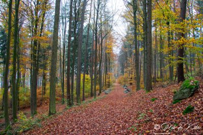 The leaves are falling. / Die Blätter fallen. Tännesberg, Oberpfalz, Bayern.