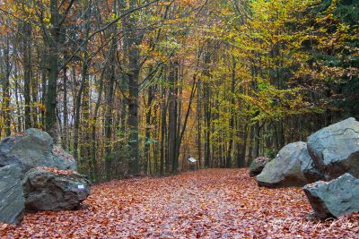 The leaves are falling. / Die Blätter fallen. Tännesberg, Oberpfalz, Bayern.