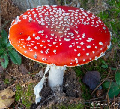 A big mushroom, red with white dots, part of an old nursery rhyme from Holland. / Ein großer Pilz, rot mit weißen Punkten, Teil eines alten Niederländischen Kinderliedes.Tännesberg, Oberpfalz, Bayern.