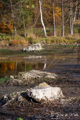 The empty bed of the Bursweiher. / Das leere Bett des Bursweihers, Tännesberg, Oberpfalz, Bayern.