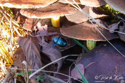 A beetle under the mushrooms. / Ein Käfer unter den Pilzen. Tännesberg, Oberpfalz, Bayern.