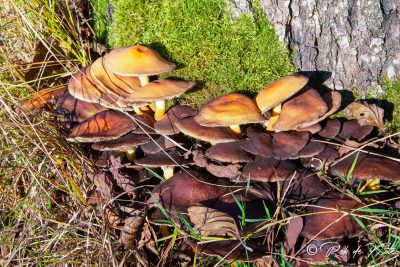 Mushrooms on an old tree / Pilze auf einem alten Baum. Tännesberg, Oberpfalz, Bayern.