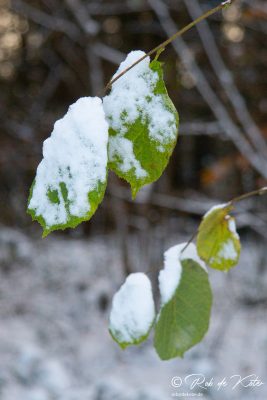 Still green beech leaves in the snow. / Noch grüne Buchenblätter im Schnee. Geolehrpfad, Tännesberg, Oberpfalz, Bayern.