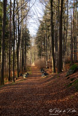 The leaves have fallen. / Die Blätter sind gefallen. Geolehrpfad, Tännesberg, Oberpfalz, Bayern.