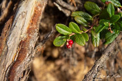 A small red berry in mid-winter. / Eine kleine rote Beere im Winter. Tännesberg, Oberpfalz, Bayern.