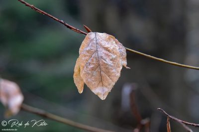 Beech leaf with the bud behind it where the new leaves emerge in spring. / Buchenblätter mit der Knospe dahinter, aus der sich im Frühjahr die neuen Blätter entwickeln. Tännesberg, Oberpfalz, Bayern.
