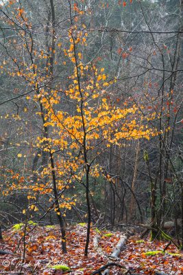 A little beech tree in the afternoon sun. / Eine kleine Buche in der Nachmittagssonne. Tännesberg, Oberpfalz, Bayern.