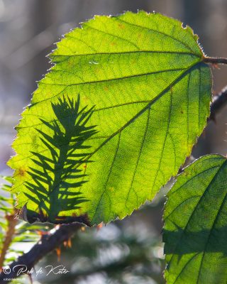 The shadow of a pine branch through a still green beech leaf. / Der Schatten eines Kiefernzweigs durch ein noch grünes Buchenblatt. Tännesberg, Oberpfalz, Bayern.