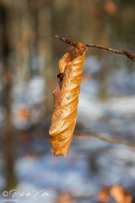 A coiled beech leaf in the late afternoon light. / Ein eingerolltes Buchenblatt im Licht des späten Nachmittags. Tännesberg, Oberpfalz, Bayern.