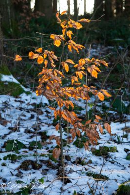A small beech tree that does not lose its leaves until spring. / Eine kleine Buche, die ihre Blätter erst im Frühjahr verliert. Geolehrpfad, Tännesberg, Oberpfalz, Bayern.