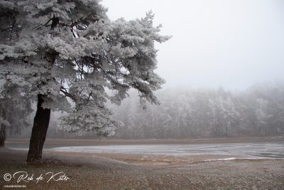 A thickly frozen tree at the empty Bursweiher. / Ein dick gefrorener Baum am leeren Bursweiher. Tännesberg, Oberpfalz, Bayern.