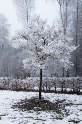 A frozen tree at the Bursweiher / Ein erfrorener Baum am Bursweiher, Tännesberg, Oberpfalz, Bayern.