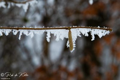 The dew makes beautiful ice crystals (Geolehrpfad) / Der Tau macht schöne Eiskristalle (Geolehrpfad), Tännesberg, Oberpfalz, Bayern.
