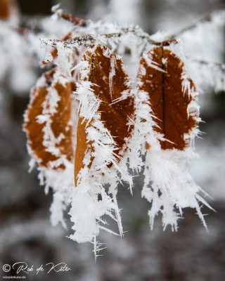 Dew-frozen leaves on the Geolehrpfad trail / Gefrorene Blätter am Geolehrpfad, Tännaesberg, Oberpfalz, Bayern.