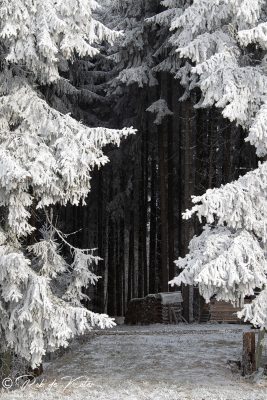 Firewood between frozen pines. / Brennholz zwischen gefrorenen Tannen. Tännesberg, Oberpfalz, Bayern.