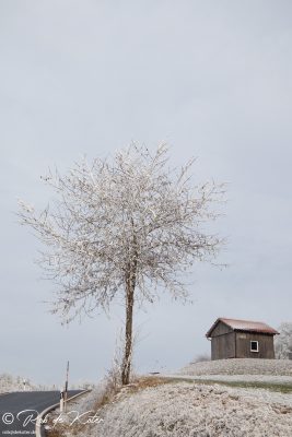 Baum in Odmiesbach / Tree in Odmiesbach, Oberpfalz, Bayern