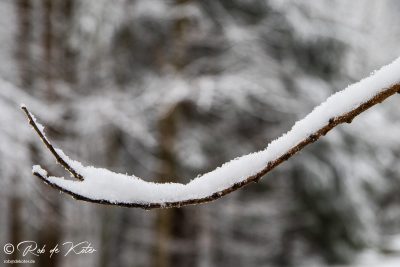Der Reif hat sich auf diesem Zweig oberhalb des Geolehrpfades abgesetzt. / Frost has settled on this twig above the geolehrpfad,Tännesberg, Oberpfalz