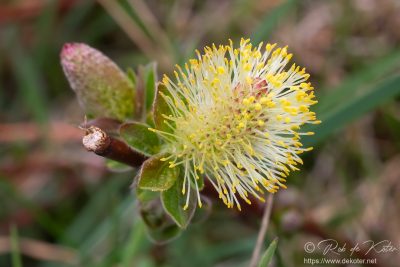 Spring / Frühling, Tännesberg, Oberpfalz, Bayern