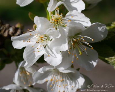Frische Blüten / Fresh blossoms, Tännesberg, Oberpfalz, Bayern
