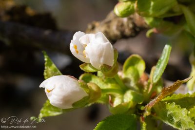 Frische Blüten / Fresh blossoms, Tännesberg, Oberpfalz, Bayern