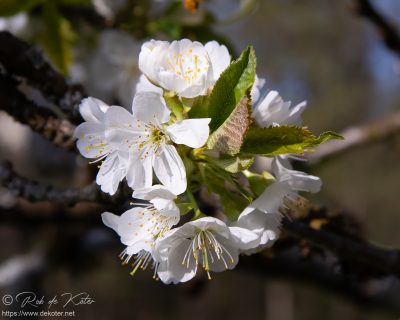 Frische Blüten / Fresh blossoms, Tännesberg, Oberpfalz, Bayern.