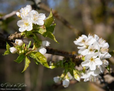 Frische Blüten / Fresh blossoms, Tännesberg, Oberpfalz, Bayern.